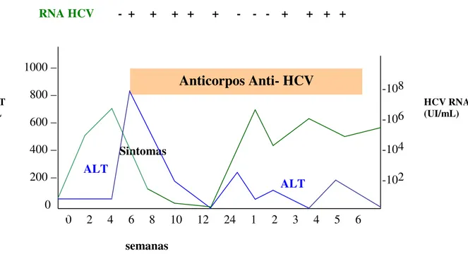 Figura 7: Curso da infecção aguda, evoluindo para infecção crônica pelo HCV. A linha  verde  representa  o  resultado  do  teste  quantitativo  para  o  RNA  do  HCV  em  UI/mL  (unidade  internacional  por  ml)