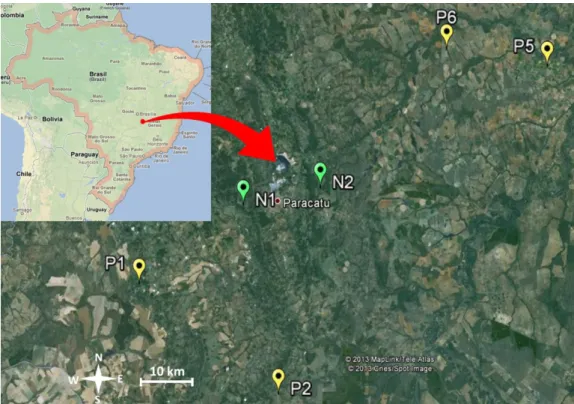 Figura 3.1. Localização do municio de Paracatu, MG, dos plantios de recuperação de áreas degradadas (P1,  P2, P5 e P6) e das áreas nativas de Cerrado sentido restrito (N1 e N2)