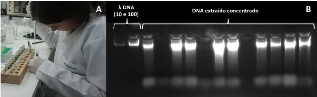 Figura 3.3. Extração e quantificação de DNA. A. Processo  de extração de DNA  B. Quantificação de DNA  extraído em gel de agarose