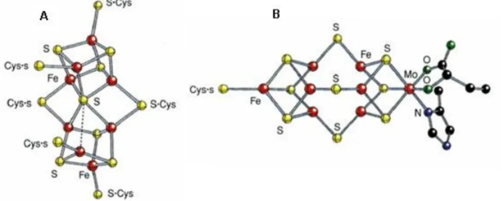 Figura 3  –  Representação  de  estruturas  mais  complexas  dos  centros  de  Fe-S  da  nitrogenase:  (A)  Centro P  da  nitrogenase  com  dois  centros  [Fe 4 S 3 ]  que  se  ligam  através  de  cisteínas;  (B)  Cofactor  da  nitrogenase  com  um  centro