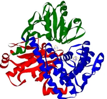 Figura  4  –  Representação  da  estrutura  tridimensional  da  Fuscoredoxina  Desulfovibrio  desulfuricans  ATCC  27774