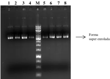 Figura 8 – Electroforese em gel de agarose para verificação do ADN plasmídico isolado e purificado a partir de  células de E