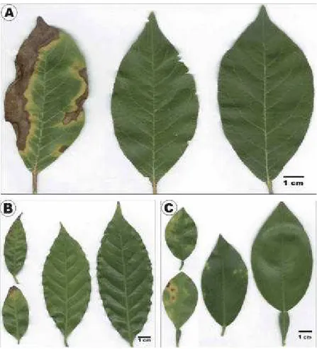 Figura 1- Sintomatologia das amostras coletadas: folha com maior intensidade dos  sintomas (SI), folha de ramos doentes com sintomas leves (SL) e folha de  planta sadia (da esquerda para a direita)