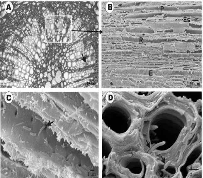 Figura 1- A) Fotomicrografia de um corte transversal do pecíolo de laranjeira pêra  infectada com  Xylella fastidiosa