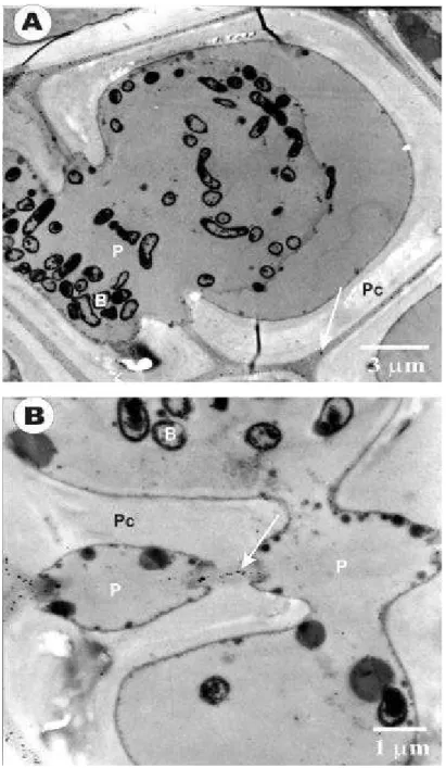 Figura 5- Eletromicrografias de transmissão do pecíolo de folhas de laranjeira pêra  infectadas com  Xylella fastidiosa, com imunomarcação para componentes da  parede primária (hemiceluloses) com ouro coloidal (seta)