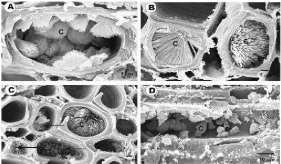 Figura 6- Eletromicrografia de varredura do pecíolo de folhas de laranjeira pêra  infectada com  Xylella fastidiosa  mostrando a formação de cristais em vasos  próximos aos colonizados pela bactéria