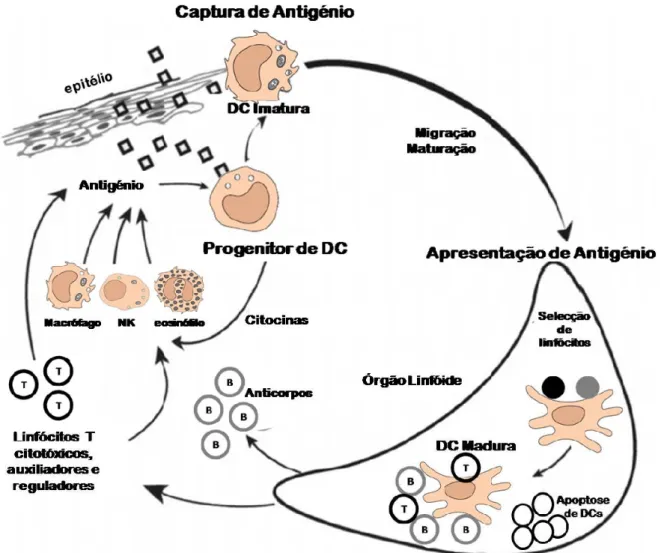Fig. 1.4 – Ciclo de vida das Células Dendríticas (DCs). (adaptado de (Banchereau, et  al., 2000)) 