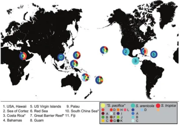 Figura 1. 1– Mapa de distribuição de alelos de sequências do gene 16S rRNA de Salinispora sp