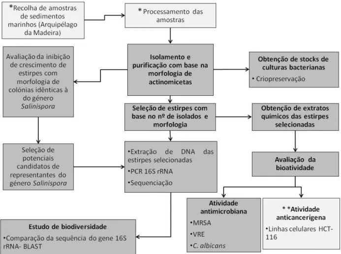 Figura  2.  1–  Fluxograma  do  trabalho  experimental  desenvolvido  para  esta  Dissertação;  *Trabalhos  realizados  anteriormente ao trabalho experimental desta Dissertação; ** Trabalho realizado pelo grupo de investigação de biologia  molecular e celu