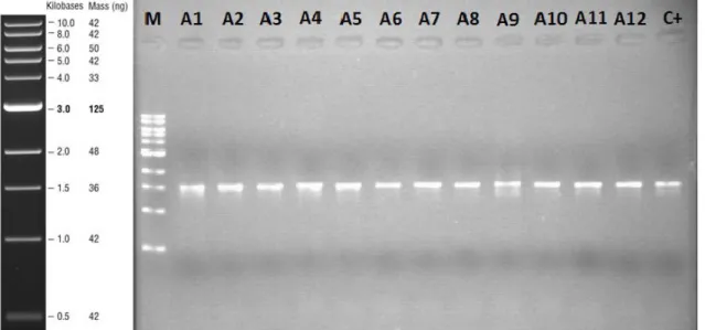 Figura  2.  5 -  Representação  do  marcador  utilizado  1  kb  DNA  Ladder  NEB  (New  England  BioLabs®  inc.)  à  esquerda; exemplo de um gel de agarose 1% com produtos de PCR do gene 16S rRNA com 1,5 kb, M-marcador, A# 