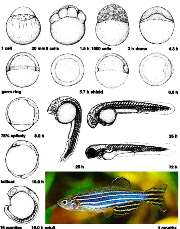 Figure  1.1  Development  of  the  zebrafish.  Stages  are  named  after  anatomical  features  and  developmental  age  at  28ºC
