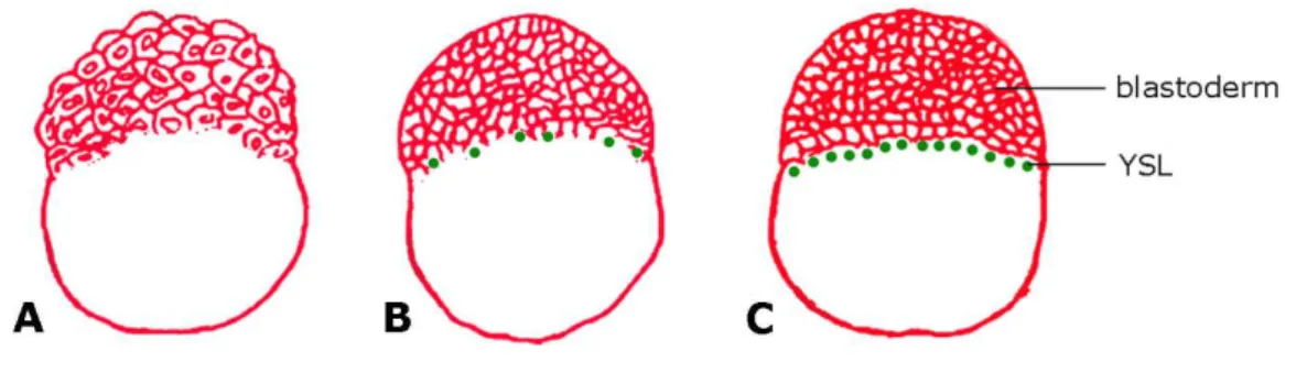 Figure 1.2 – Formation of the YSL. (A) 216-cell stage. The blastodisc has the form of a half ball sitting  on top of the yolk cell