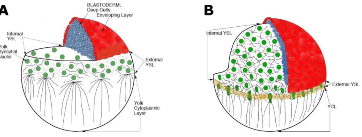 Fig.  1.6  –  Morphogenesis  and  organization  of  the  cytoskeleton  in  the  YSL.  Schematic  view  of  the  organization of the YSL  and blastoderm at late blastula stage (A) and early gastrula (B)
