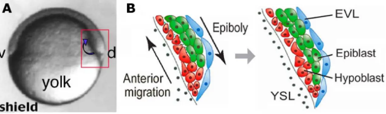 Figure 1.7 – Internalization and anterior migration of mesendodermal progenitor cells at the onset  of gastrulation