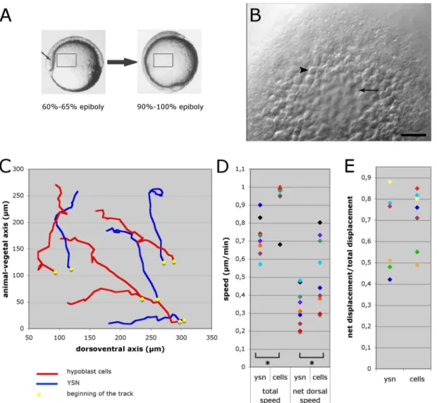 Figure  3.1  –  Comparison  between  the  movements  of  hypoblast  cells  and  I-YSL  nuclei  during  wild  type  gastrulation  by  time-lapse  imaging  using  Nomarski  optics