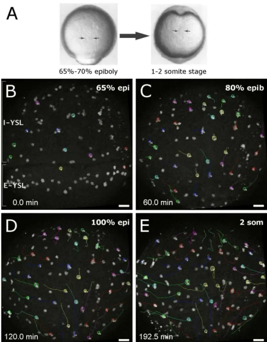 Figure 3.2 –  Two-photon confocal time-lapse  imaging of YSL nuclei during gastrulation in a wild- wild-type embryo