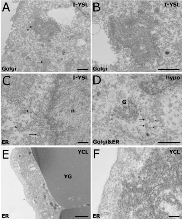 Figure  3.3  –Organization  of  the  Golgi  apparatus  and  ER  in  the  YSL  of  shield  stage  embryos  visualized  by  TEM