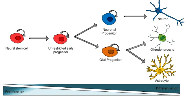 Fig. I.1  –  Classical view of neural stem cells hierarchy. The normal neural stem cell production of progenitor  cells,  which  subsequently  generates  the  three  differentiated  cell  types  of  the  central  nervous  system:  neurons,  oligodendrocyte