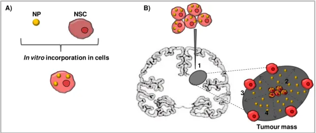 Fig. I.4  –  Schematic representation of  nanoparticles delivery by neural stem cells  inside a brain tumour