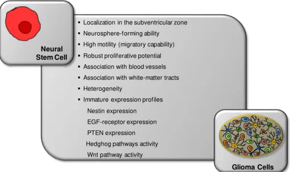 Fig. I.8  –  Shared features by neural stem cells  and glioma cells.  Cancer research is now being motivated to  drive  its  attention  to  the  application  of  the  principles  of  stem  cell  biology  to  the  study  of  human  brain  tumours,  such as 