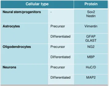 Table II.1  summarizes  the most frequent markers  used  in the identification  of  the  several  cell  types along differentiation
