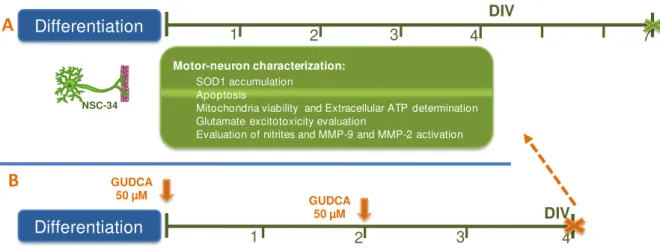 Figure II.1. Experimental procedure used in the characterization of transfected NSC-34 cell line and in the  study of the neuroprotective effects of GUDCA