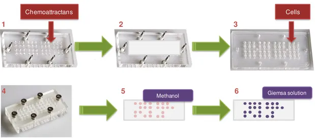 Figure II.3. Chemotaxis assay. (1) First, the chemoattractants are added to the wells of the lower chamber