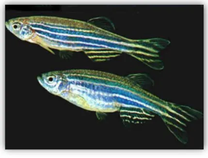 Figure 8  –  Male and female adult zebrafish. The fish on the top of the image is a male fish, while the bottom  one is a female