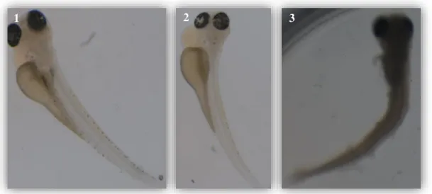 Figure 13 –  Zebrafish larvae after 24h of TDF-exposition. (1) Zebrafish larvae with body curvature and heart  oedema