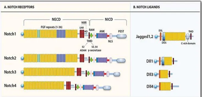 Figure 1.2 -  A. Human Notch receptor’s domainsFigure 1.2 -- A. Human Notch receptor’s dom ains
