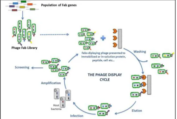 Figure  1.8-  Phage  display  cycle  for  selection  of  Ab  fragments.  Figure  from  FairJourneyBiologics