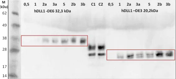 Figure 3.7 - Anti-His Western Blot of expression tests for hDLL1-DE6 and hDLL1-DE3 in 6-well plates