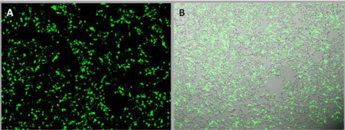 Figure 3.8 - pAAVPURO control for expression tests in hDLL1-DE3. A. 6-well plate. B. T25cm 2