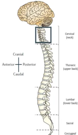 Figure 1.2 – Spinal cord transverse section. Representation of the grey matter and white matter regions of the  spinal  cord,  as  well  as  the  dorsal  and  ventral  horns  and  the  central  canal  (adapted  from  OpenStax  Anatomy  &amp; 