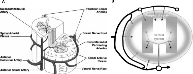 Figure  1.3  –  Spinal  cord  vasculature  and  blood  supply.  (A)  General  representation  of  the  main  arteries  irrigating the spinal cord and (B) of the blood supply and flow (arrows) to the peripheral and central systems of  the spinal cord