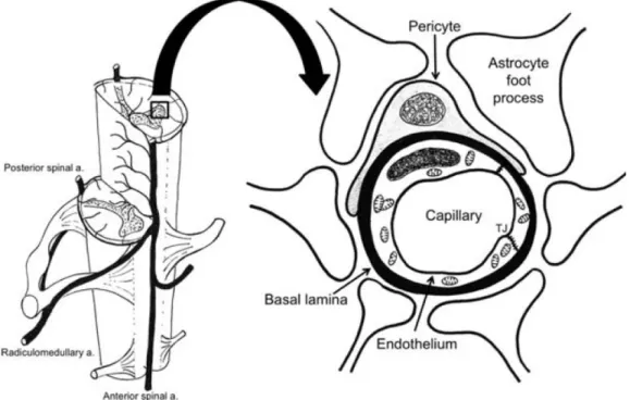 Figure 1.4 – Representation of the blood - spinal cord barrier. This specialized vascular structure is composed  of epithelial cells, joined by tight junctions (TJ), basal lamina surrounding  the capillary, pericytes and astrocyte  foot processes, which pr