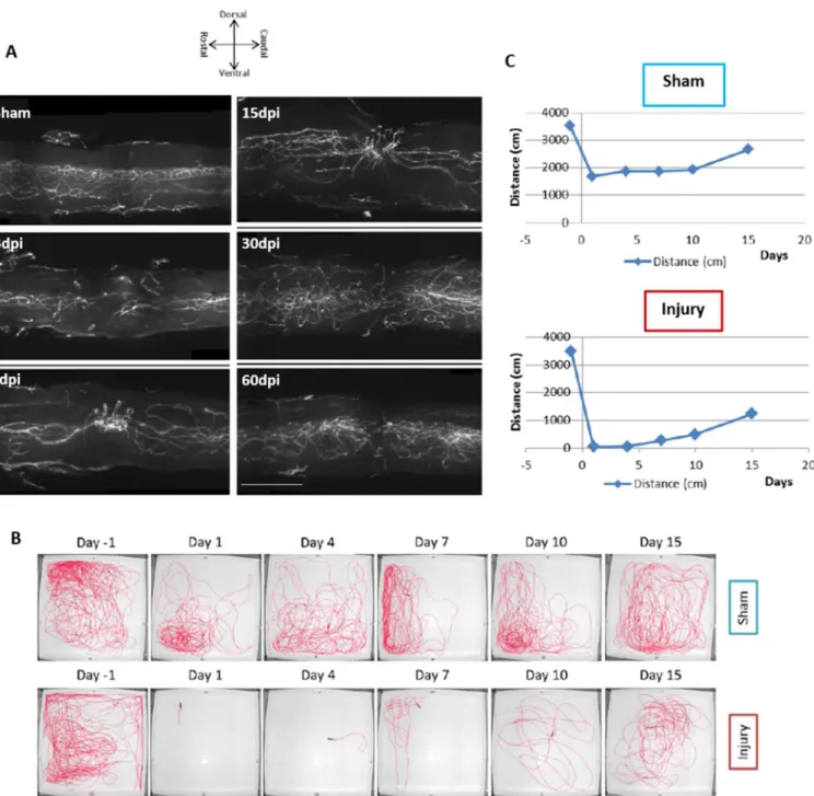 Figure 1.10 – Vascular and functional recovery after spinal cord injury. (A) Spinal cord vasculature was observed  at different time points, (3, 7, 15, 30 and 60 dpi)
