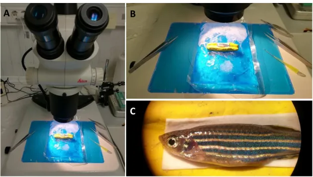 Figure 2.1 – SCI material and set-up. (A) Full working set up, (B) zoomed view and (C) surgery working  view