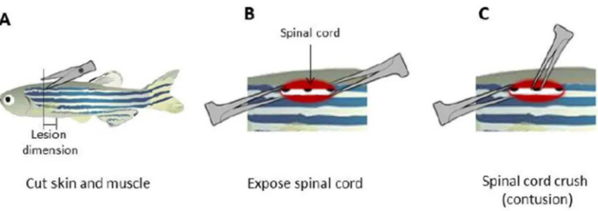 Figure 2.2 – Spinal cord injury procedure. (A) After scale removal, a clean longitudinal incision was done, (B)  the  spinal  cord  was  gently  exposed  using  forceps  and  (C)  compressed  dorsoventrally