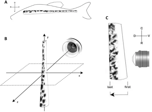 Figure 2.4 – Light sheet microscopy acquisition. Representation of (A) natural position of the spinal cord and  body axis; (B) spinal cord placement for light sheet acquisition and coordinates (x,y,z), and (C) direction of  z-stack acquisition and correspo