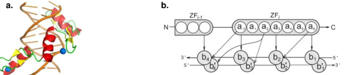 Figure 1.02  –  Representation of C2H2-like ZNF protein-DNA interaction. (a) Structural model of a protein with  three ZNF motifs interacting with DNA