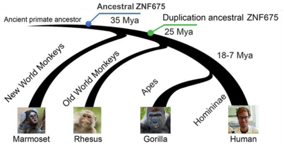 Figure 1.05 – Evolutionary history of ZNF675. ZNF675 first arose in the LCA of NWMs and OWMs