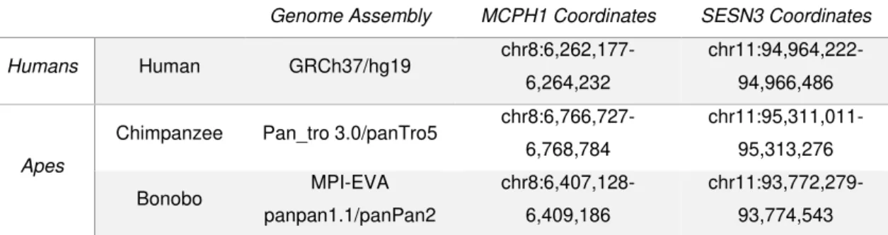 Table 2.01 – Description of each primate species used on the analysis. The columns from the first until the fifth  correspond to: primate’s group, primate’s name, genome assembly used, coordinates of the sequence used of the  MCPH1 and SESN3 genes’ promote