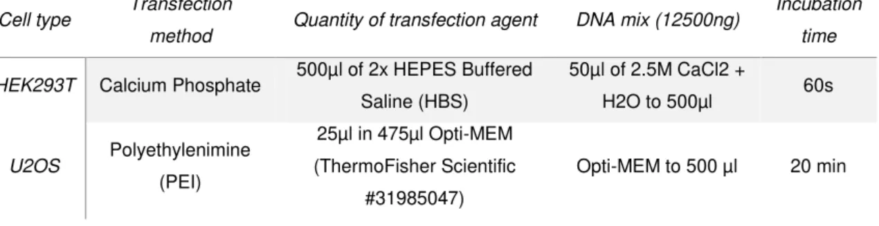 Table  2.03  –  Description  of  protocols  followed  per  transfection  of  one  100mm  dish