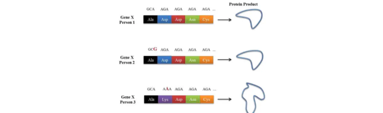 Figure 1.7  –  Illustration of how DNA variations (SNPs), depending the gene region which are located,  can alter protein expression