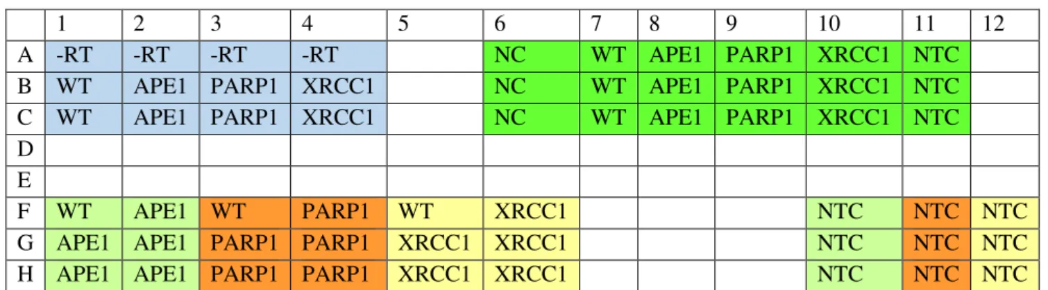 Table 2:  Plate arrangement for qPCR reactions 