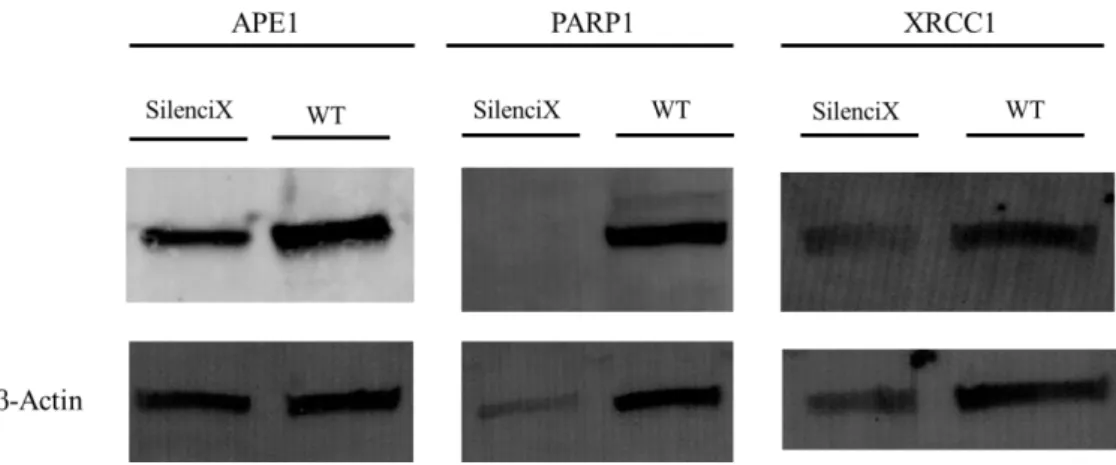Figure 3: Confirmation of the silenced genes by western blot. 