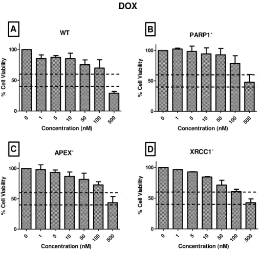 Figure 5: MTT assays for Doxorubicin after 48h of exposure to the cell lines A) HeLa SilenciX WT  cell line; B) HeLa SilenciX PARP1 -  cell line; C) HeLa SilenciX APE1 -  cell line; D) HeLa SilenciX XRCC1  -cell line