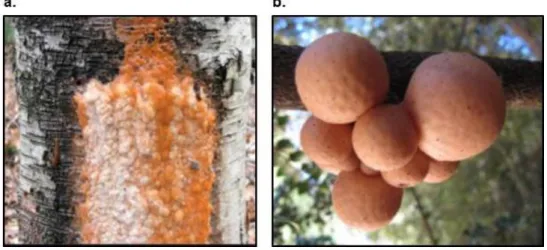 Figure  1.2.  Distinct  habitats  associated  with  P.  rhodozyma.  (a)  Exudate  from  a  Betula  tree  trunk,  Canada
