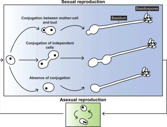 Figure  1.4.  Life  cycle  of  P.  rhodozyma.  This  species  can  reproduce  either  sexually  (blue  box)  or  asexually  (green box)